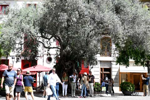 Der 600 Jahre alte Olivenbaum in Palma de Mallorca Der Olivenbaum in Palma
